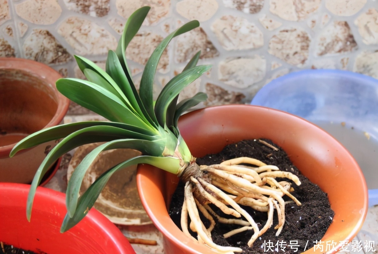 土壤土|君子兰换盆要选对时间,最佳时期是现在,要掌握技巧,别盲目操作