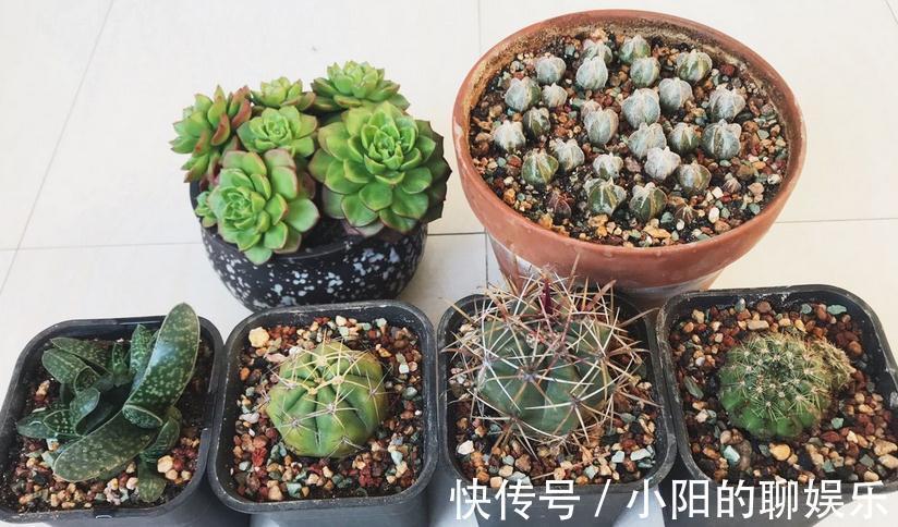 群生|多肉侧芽少怎么办?试试这3种方法,操作简单,爆头效果好