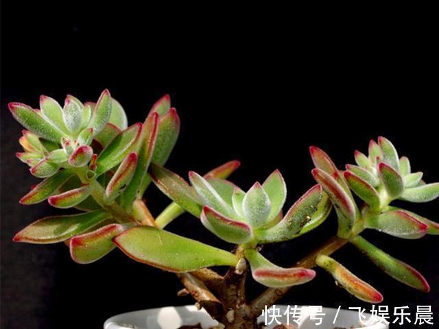 叶片|多肉锦晃星产生病害的3个原因,解决起来不难,室内养护更好