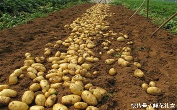 土豆和红薯|红薯和土豆好吃又可以预防便秘,但吃多了也会有3点风险,记得