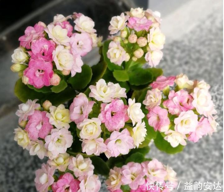 蟹爪兰|今日“种下”3种花,只需1片“叶子”,半月就生根,秋天开满花