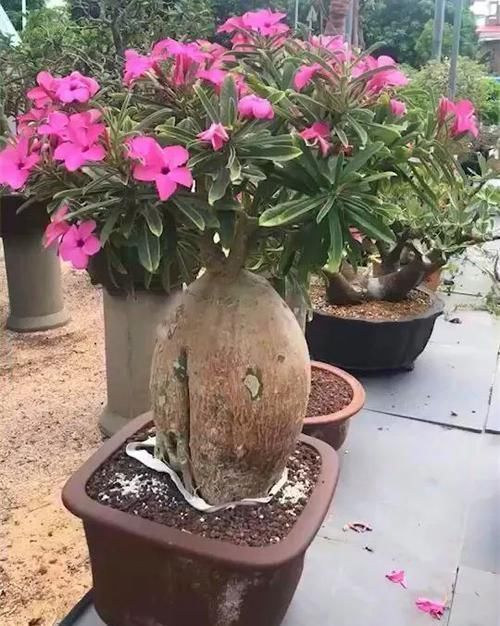 沙漠玫瑰|养这三种花,盆越小,开的花越多,放大盆还容易死