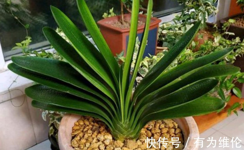 养花“高手”教你“3招”，让君子兰叶片侧看一条线，正看大扇面