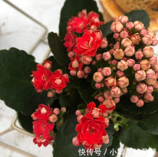 养长寿花3年,总结出了5个要点,花开不败,满满一大盆,太好看了