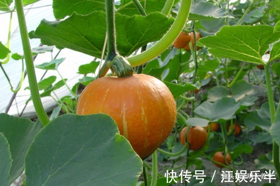 长寿老人|长寿老人爱吃的此种食物,降血糖,降血压,早知早受益