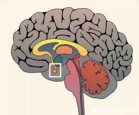 喝水越多,尿越多,肾脏的压力会变大吗?多喝水会伤到肾脏吗?