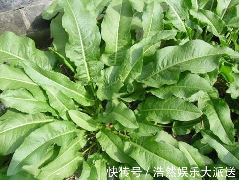 农村|农村以下喂猪的野草,能清热解毒,消肿止痛,凉血止血,你认识吗