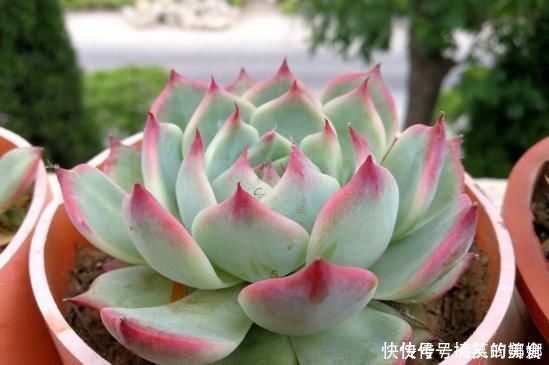 浇水|多肉界的吉娃娃,一浇水就变成大饼脸,真是气死了