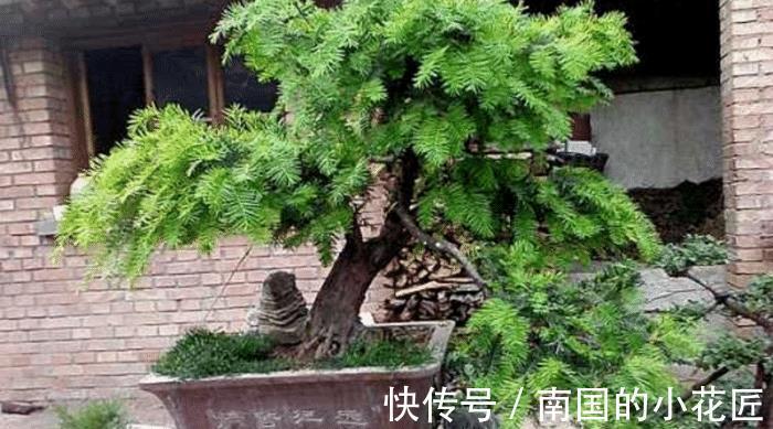 观赏价值|养殖红豆杉，作为园丁，该怎么让盆栽长得好看？