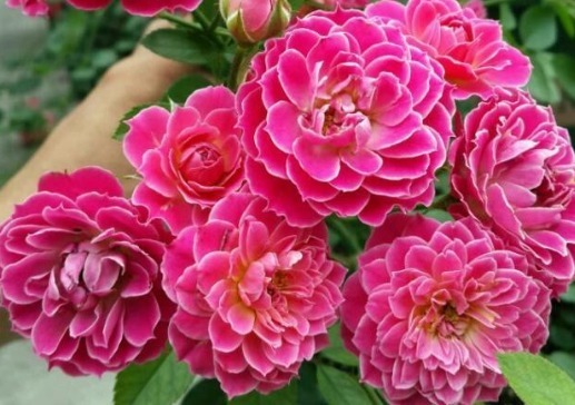 不是牡丹胜似牡丹,花开四季,芳香四溢,阳台养一盆,赏花一整年