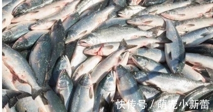 水产品|医生：这三种鱼，肉里或含有大量重金属和甲醛，生活中尽量少食用