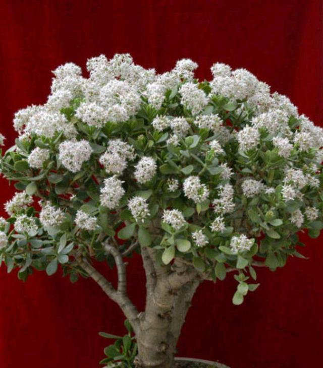 秋天到了,想要玉树美,赶紧给它贴秋膘