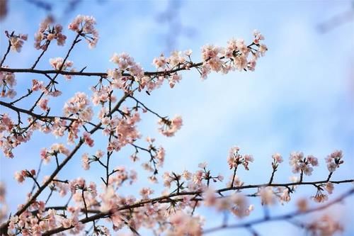 世外桃源|湖南省植物园樱花、梅花竞相绽放 新春赏花正当时