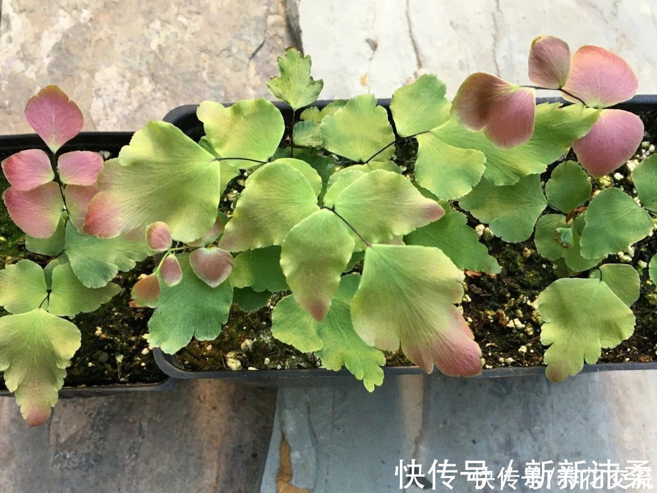 竹芋|6种常见的弱光植物，能室内半阴的环境，养窗台便可维持良好状态