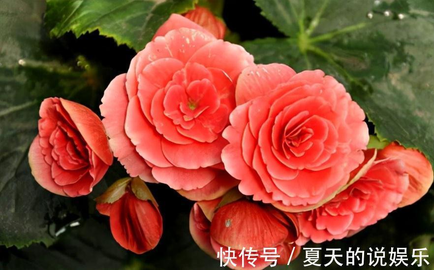 农历九月十八霜降后，养什么花？家里养3种花，四方来财五福临门