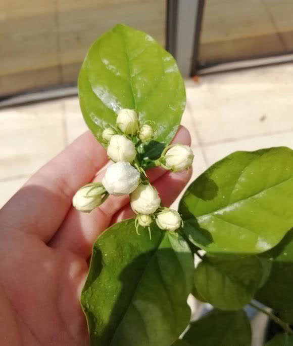 茉莉花怎么养?“清兰花,浊茉莉”,给茉莉换换土,开花更多
