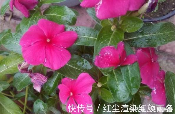 浇水|阳台养花草盆栽，秋冬该如何浇水？学会2招干湿判断技巧就够了