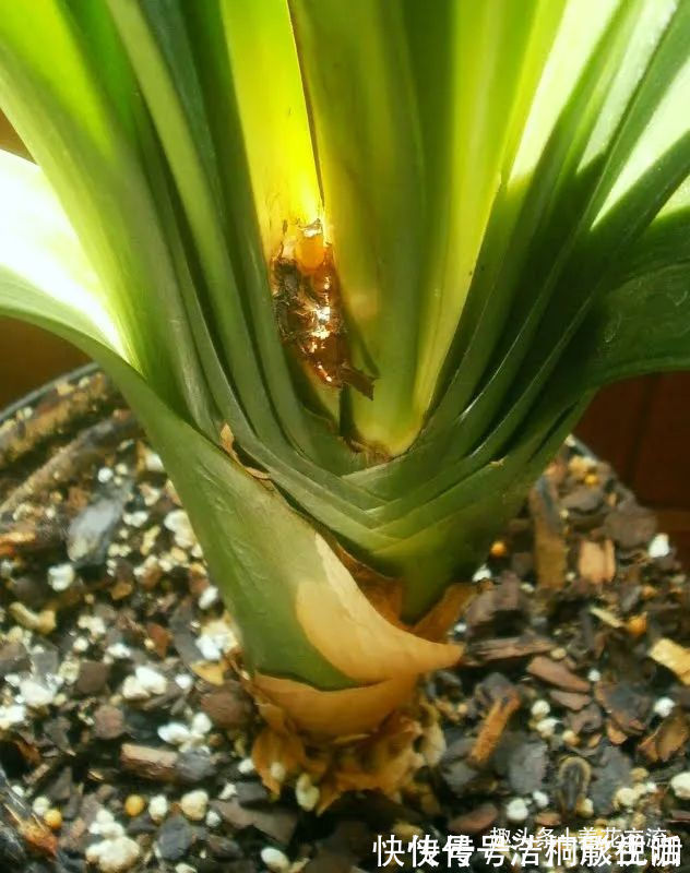 土面|为啥很多朋友在家里养不好君子兰,有可能一开始就买错了