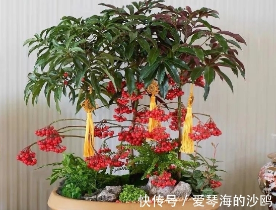 接近年关,养花就选这3样年宵花,每1种至少开花3个月