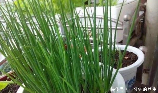 花盆种葱很简单,用1个技巧,一年四季郁郁葱葱,种阳台随吃随摘!