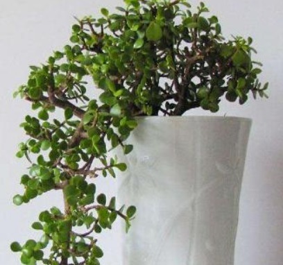 大多人都喜欢养“一种绿植”，枝干木质化速度快，盆景越养越值钱