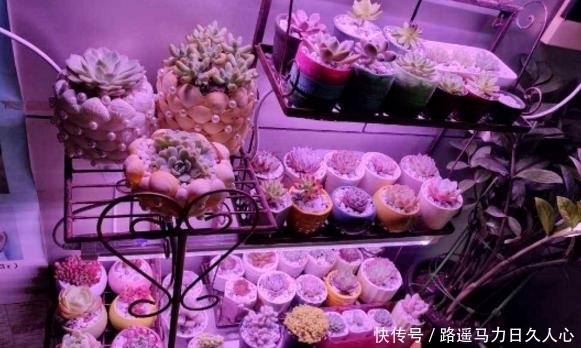 养多肉,该怎么合理运用补光灯,你知道正确方法吗?