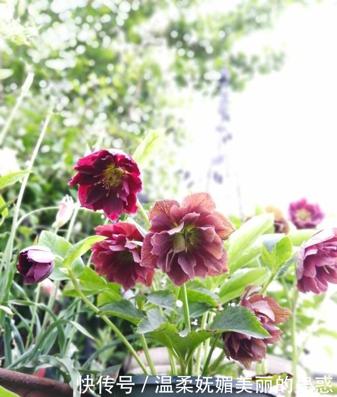 圣诞玫瑰|喜欢牡丹,不如养“精品玫瑰”女人香气,花姿性感,高贵典雅!