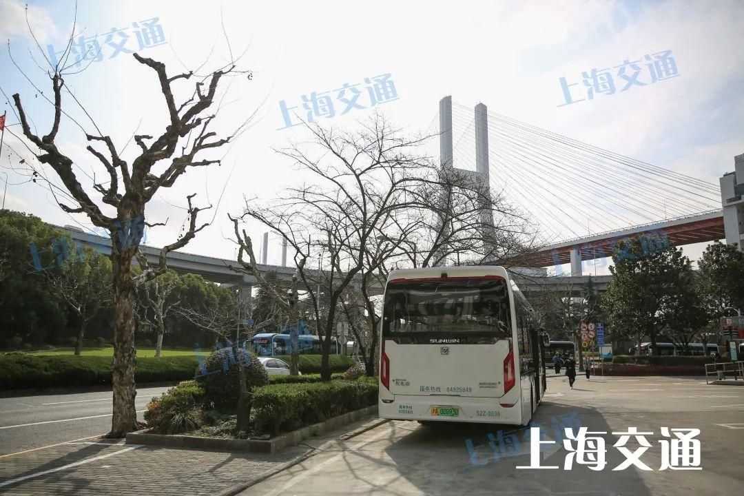 等不及了！南浦大桥公交车站的樱花还没开吗？