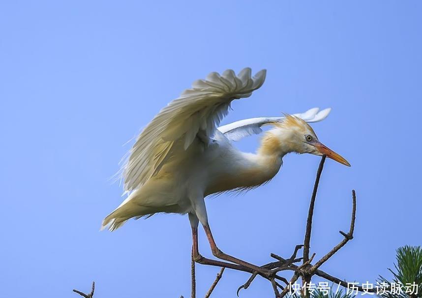 大会|诗词大会考苏轼“寂寞沙洲冷”,百人团34人答错,这题出得有水平