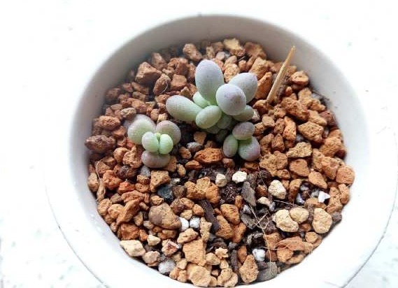 一棵小桃蛋的成长记，即使之然一身也不放弃生长，萌新萌化了