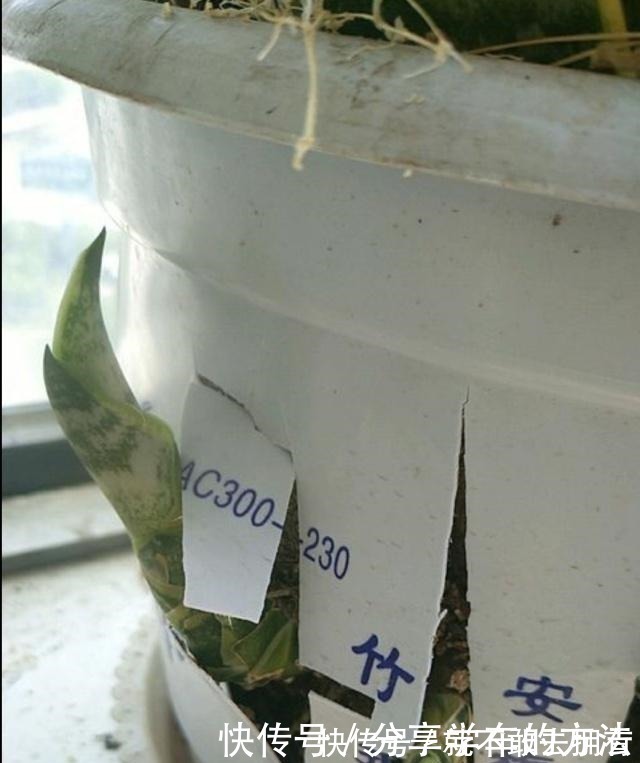 花盆|虎皮兰长得慢,不长小芽做好几点,生长快,出芽多,真正的爆盆!