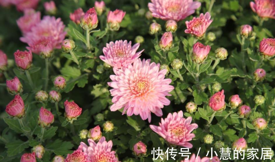 9月之前,赶紧给4种花施肥,秋天才能顺利开花,花骨朵满枝头