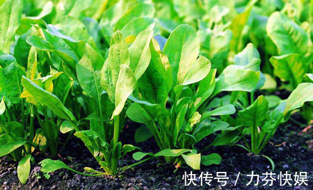 美味|菠菜富含多种营养物质，美味养生，那菠菜施肥有哪些技巧呢