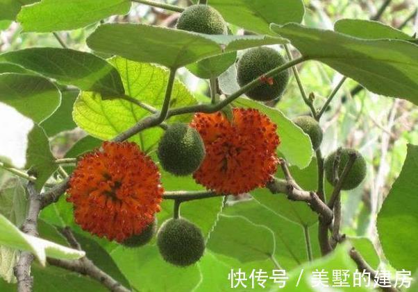益气|构树就是这么牛，浑身都是“宝”，果实益气补肾，树汁能治牛皮癣