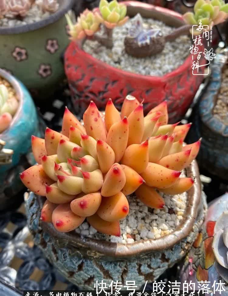 阳光露台多肉,天时地利人和!美肉知时节,当春乃发生!