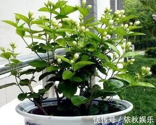 养殖绣球、茉莉，想要盆栽多开花，用它们浇花施肥就够了