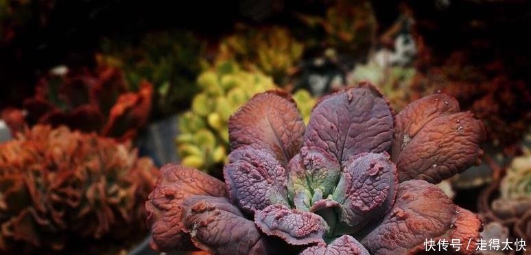 夏天室内养多肉好处多,度夏省心,但要注意3件事,不然还是会挂!