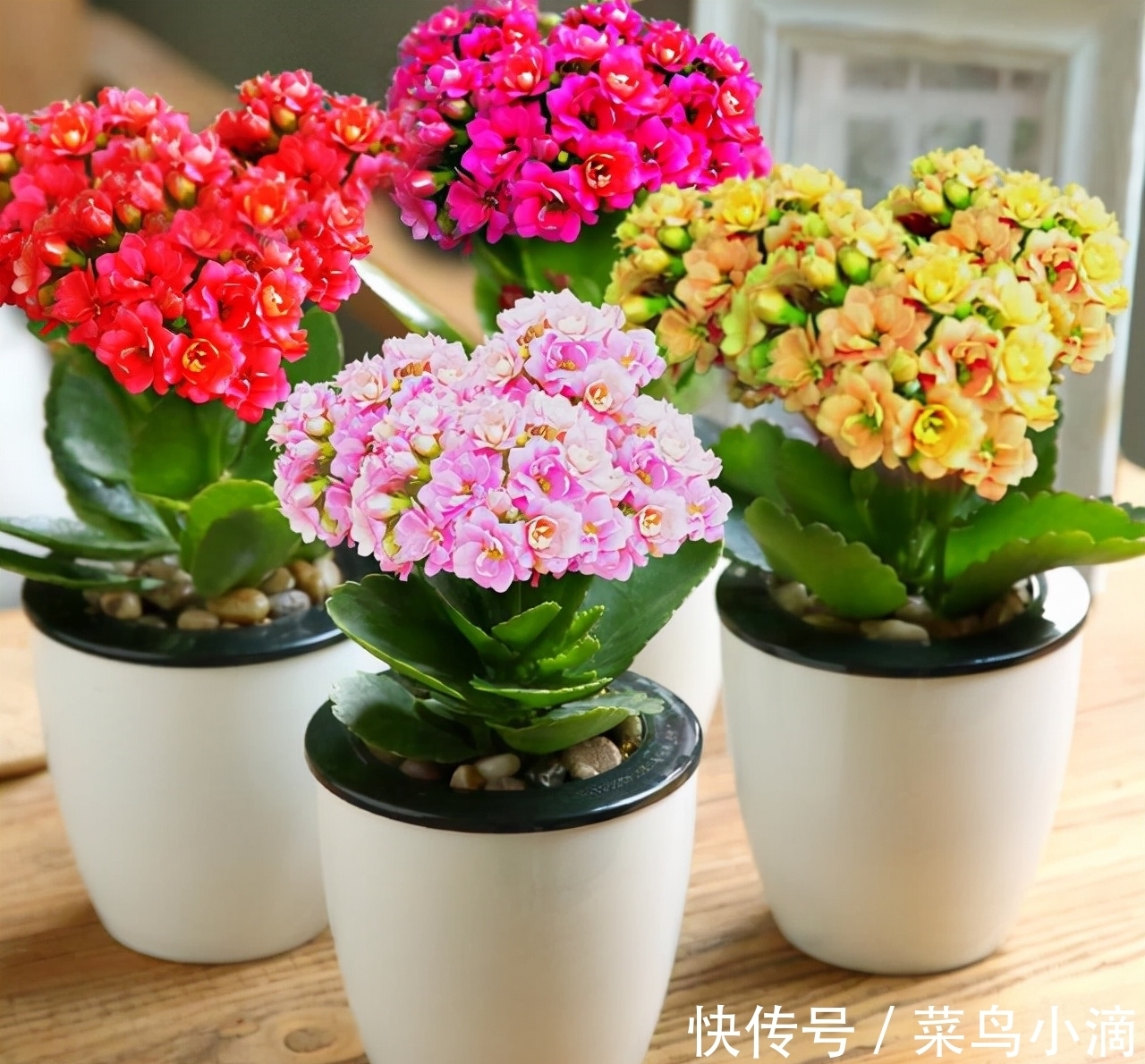 九种“皮实花”,多晒少管长得好,养成老桩更高档,绿萝没上榜