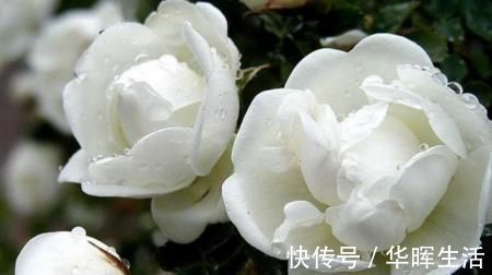 养茉莉花,这一步很多人都出错,难怪养一盆死一盆