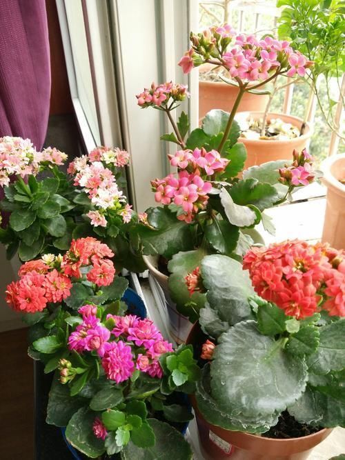 叶片|长寿花,蟹爪兰夏天要“静养”,扔在一边少管它,反而易度夏