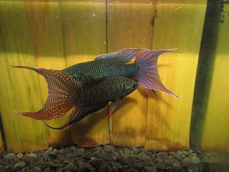 斗鱼把鱼鳍打烂了