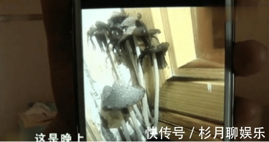 女子|一天长半米!女子花80万买“蘑菇房”,得知原因女子悔不当初