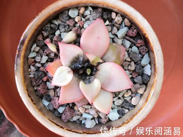 10种不能淋雨的花,淋完雨就死,盆栽养花注意事项