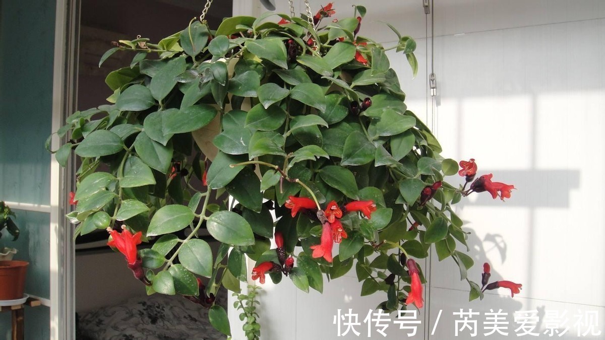 油画|养花光养吊兰就够了,这“5样”一个赛一个美,漂亮又好打理