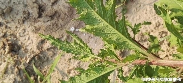 奇痒|得了“脚气”奇痒无比别慌,农村一常见野草,用它煮水帮您搞定