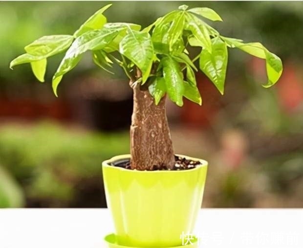 发财树|发财树浇水有“诀窍”,不烂根,不黄叶,浇水有说法