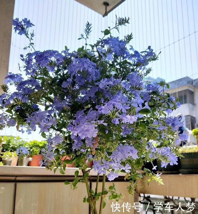 养花要“舍得剪”，把这6种花卉剪成“光杆子”，开花变成棒棒糖！