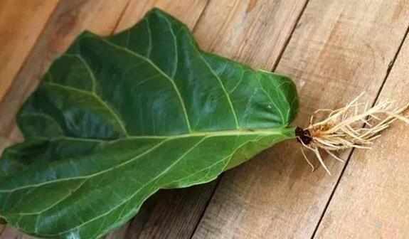 叶片|这6种花只用一片叶子就能繁殖出一大盆，根本不用花钱买！