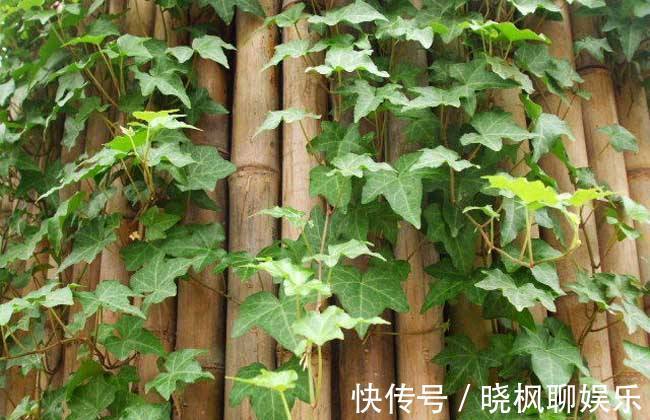 吊兰|不能对他太好，分分钟爬满你的家，停不下来！