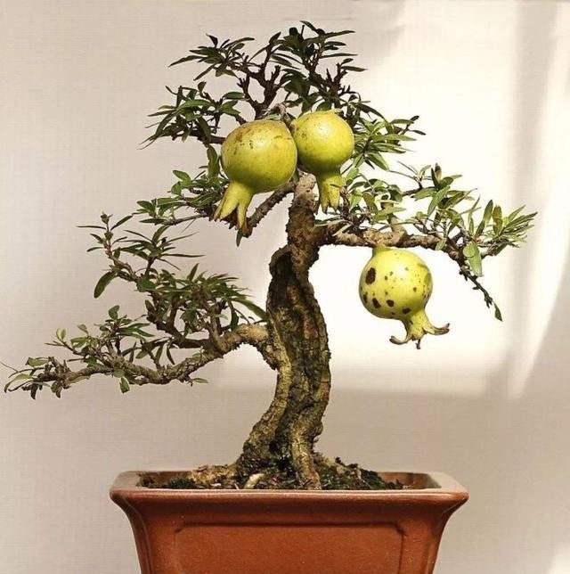 橘子|3种盆景,完全不怕寒冷,下雪也好好的,北方的花友就养它吧